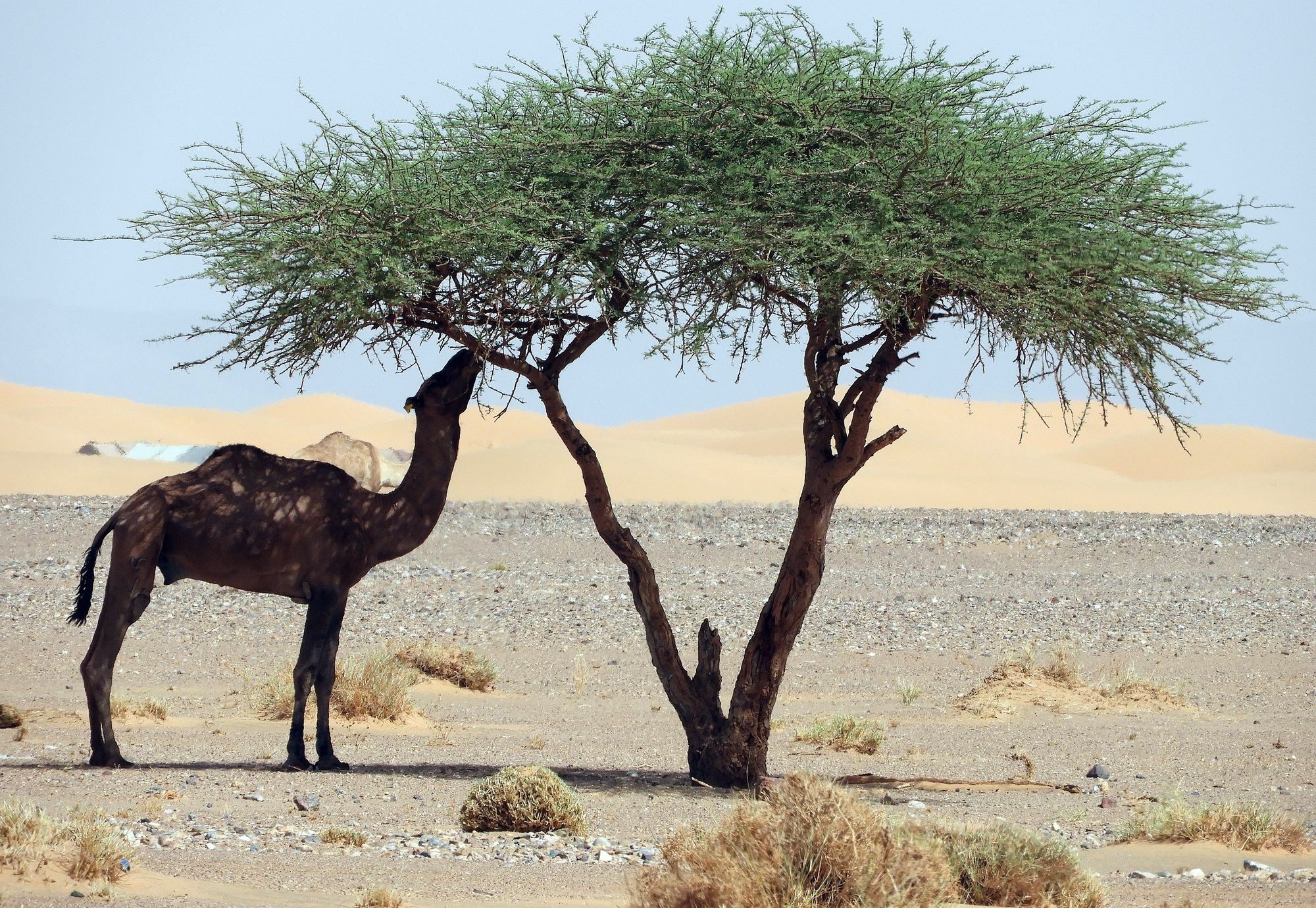 Hotel Luxury Sahara Dream Camp Merzouga Zewnętrze zdjęcie